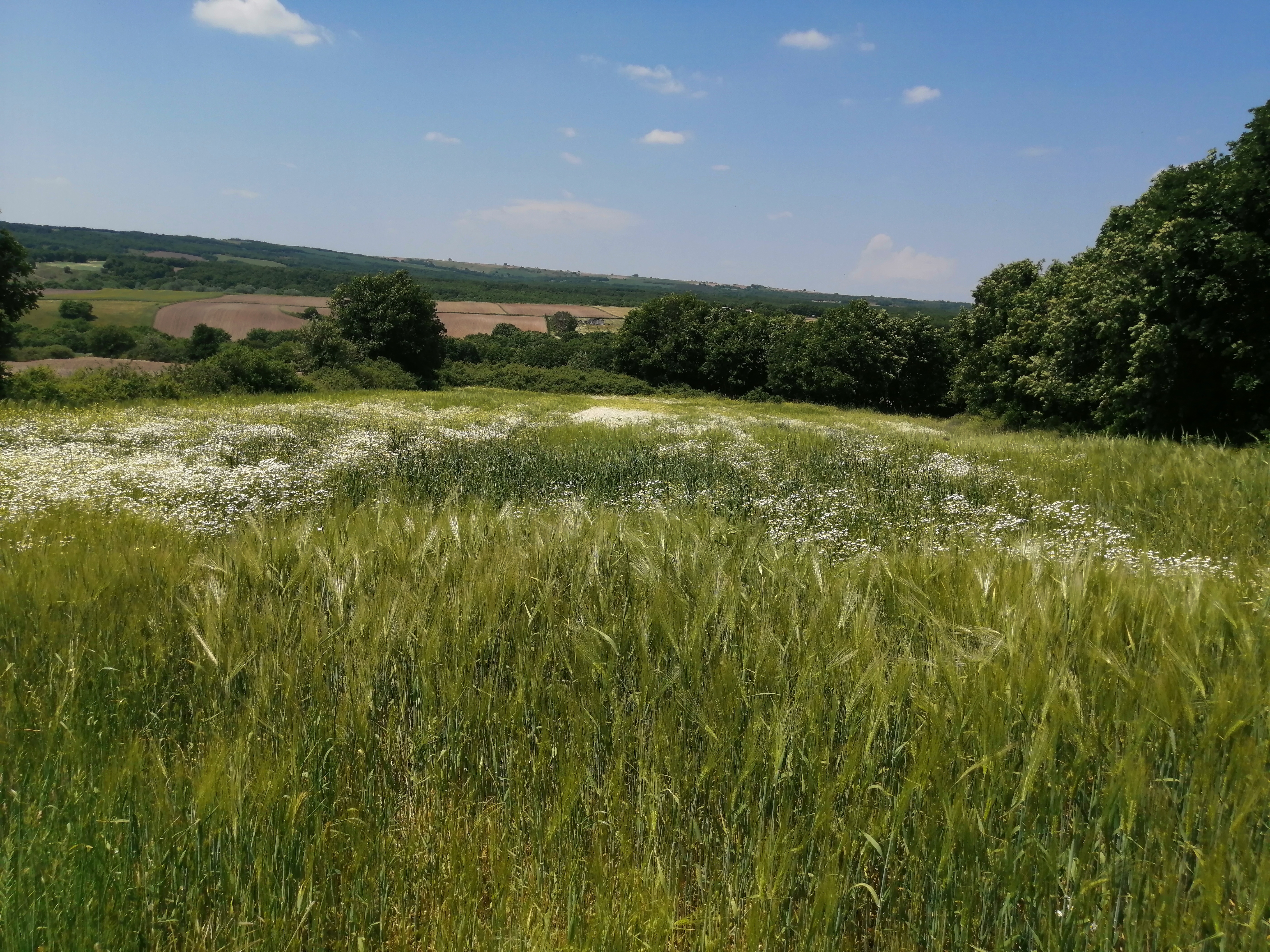 BÜYÜKÇAVUŞLU'DA 6900 M2 HİSELİ TAPULU TARLA